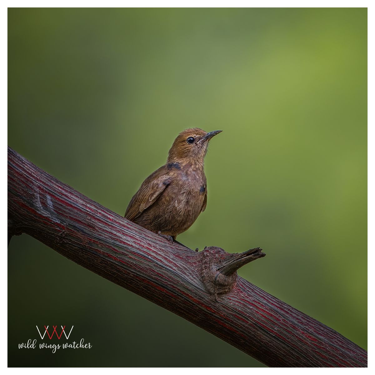 Indian Robin Female llookout 001